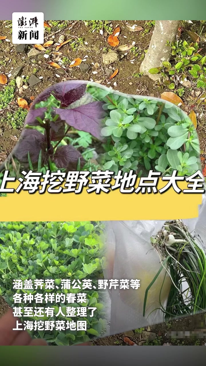 上海流行“打野”?有人还做了地图攻略,专家:挖野菜有风险