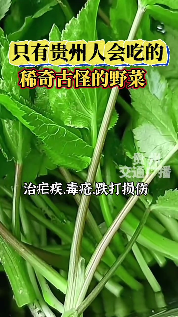 来贵州上春山 只有贵州人会吃的稀奇古怪的野菜