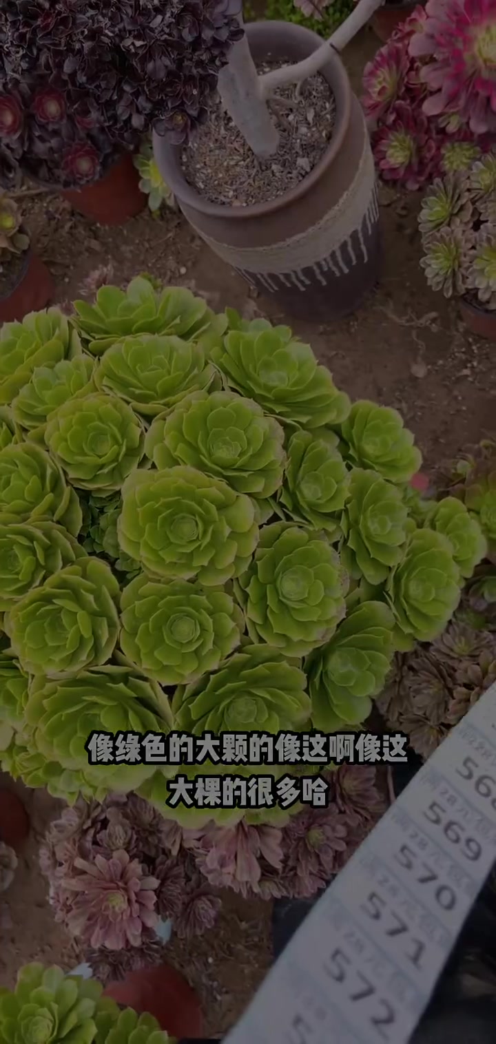 我推荐了 多肉法师,快来看看!