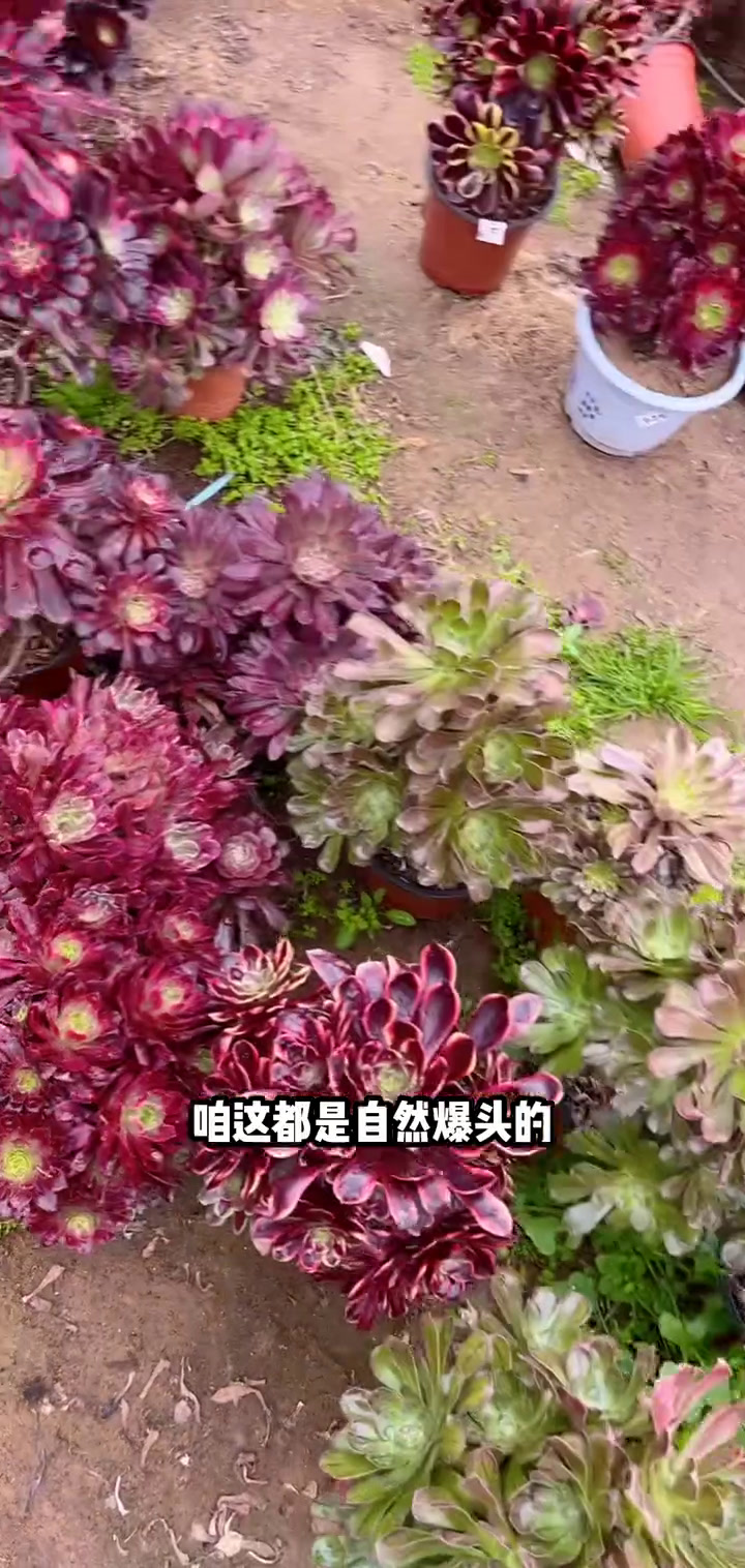 我推荐了 多肉植物莲花掌系列舞天姬大老桩,快来看看!