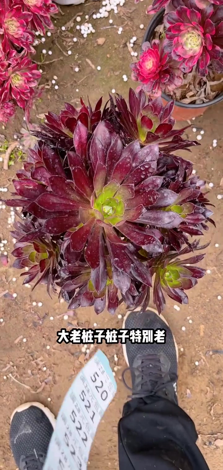 多肉植物莲花掌系列舞天姬大老桩左下角小黄车可以下单