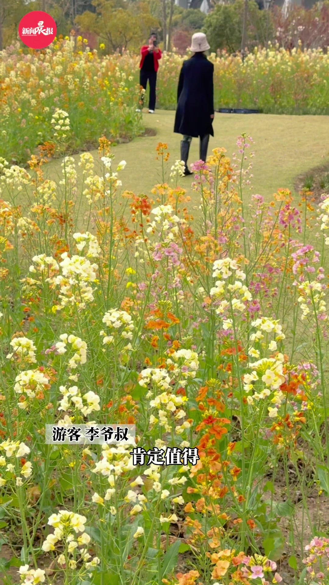 美翻了!上海七旬爷叔惊叹第一次看到七彩油菜花