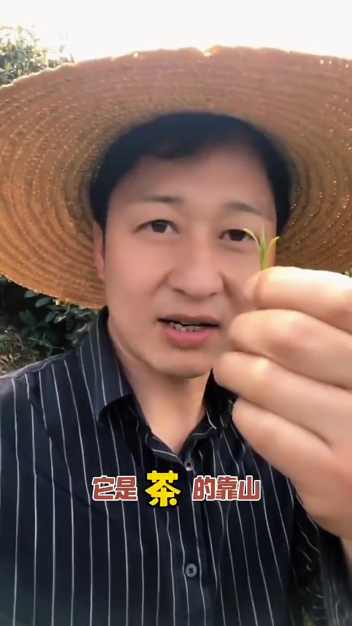 为什么新茶开采心跳得有点急?杭州茶农俞大叔的“茶园说唱”嗨翻了!