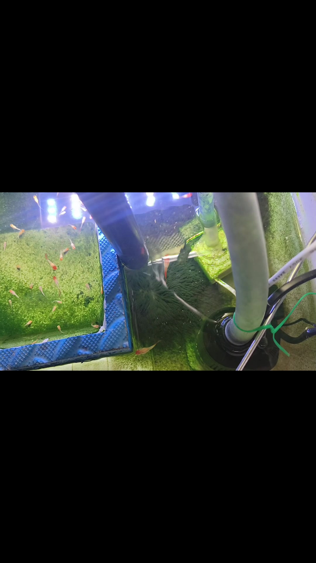 鱼缸里长藻类是好是坏?