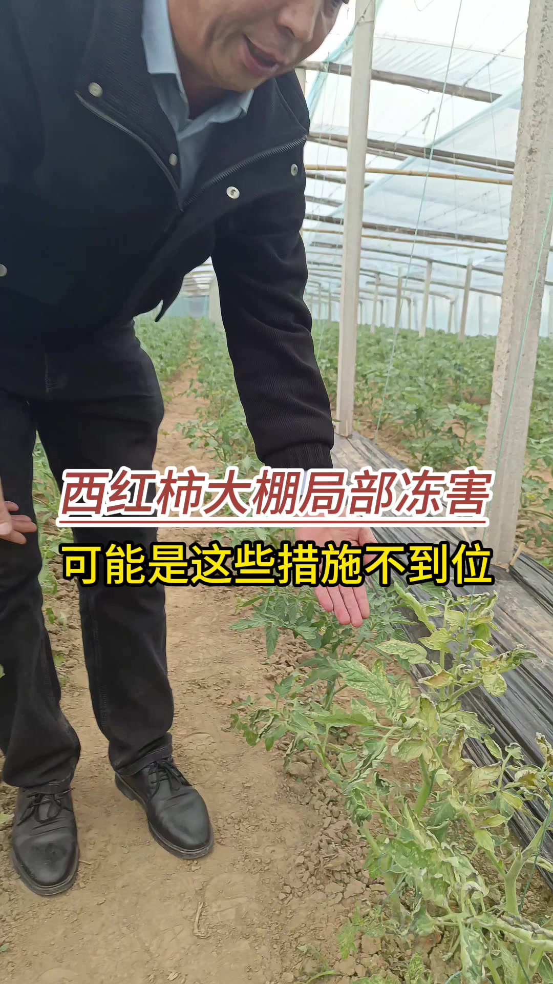 西红柿大棚出现局部冻害,看看是不是这个措施不到位?