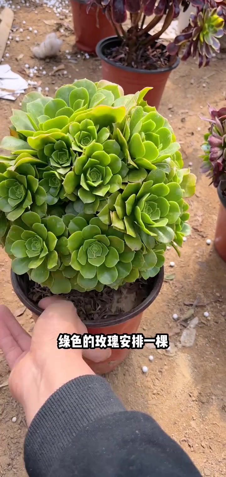 家人们冲啊!买它买它!多肉法师