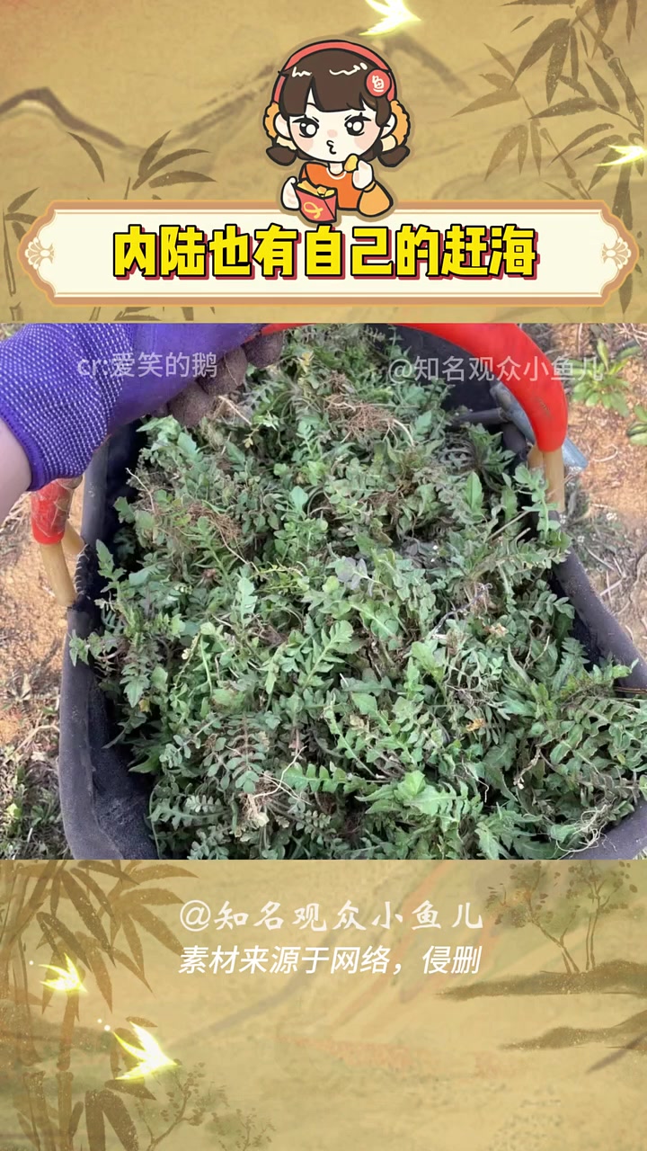 春天到了,学习一下王宝钏挖野菜