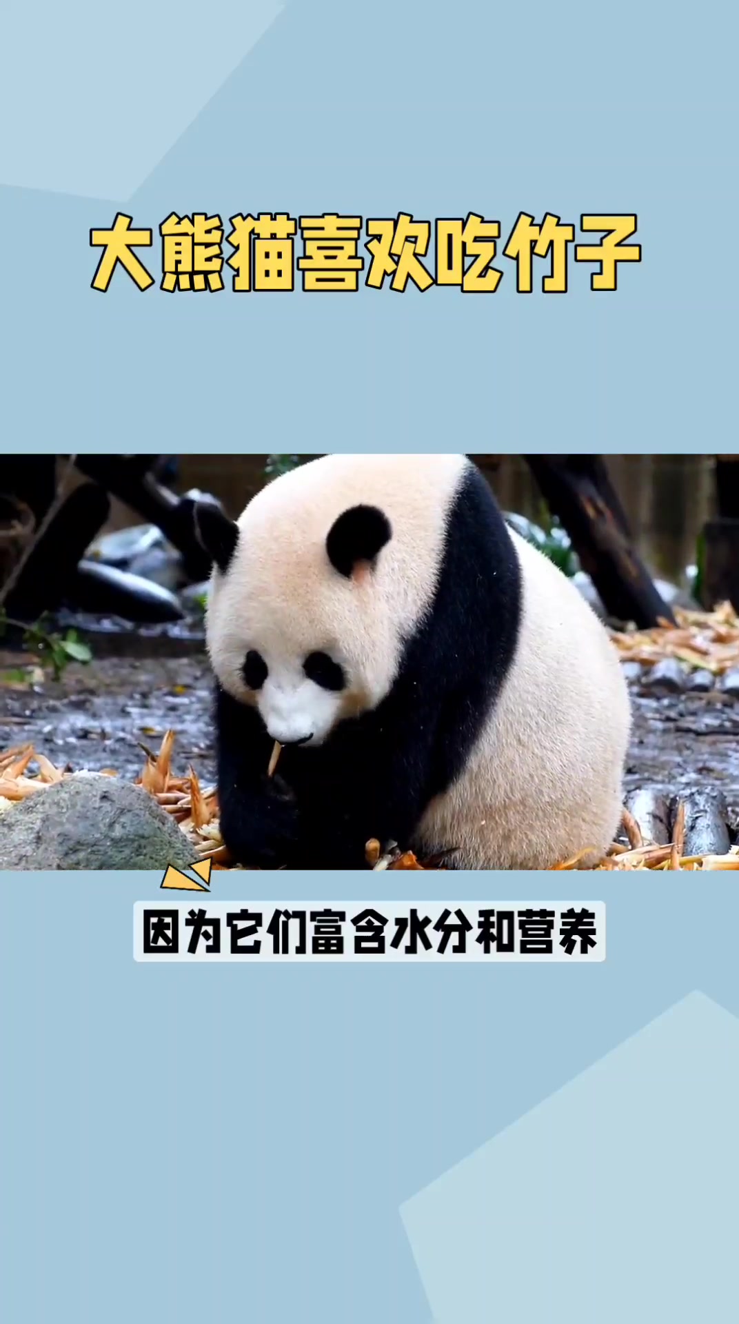 大熊猫喜欢吃竹子,你知道这是为什么吗?