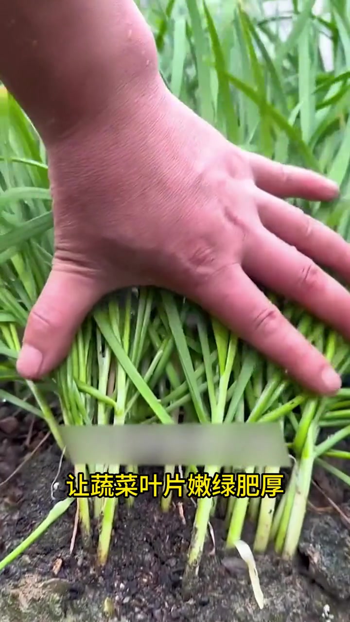 自己种的纯天然的绿色蔬菜 我的小菜园子 种植小技巧小妙招 一份耕耘一份收获 在家种菜 田园