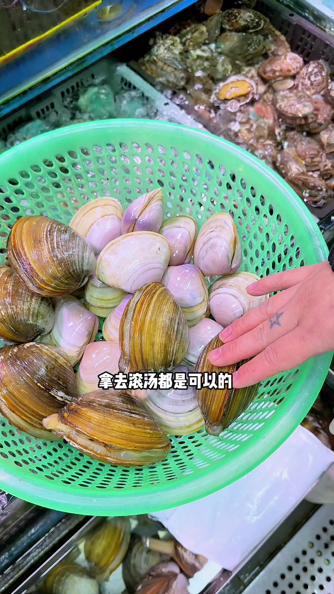 北极贝和贵妃蚌怎么吃?怎么选?你pink哪个?