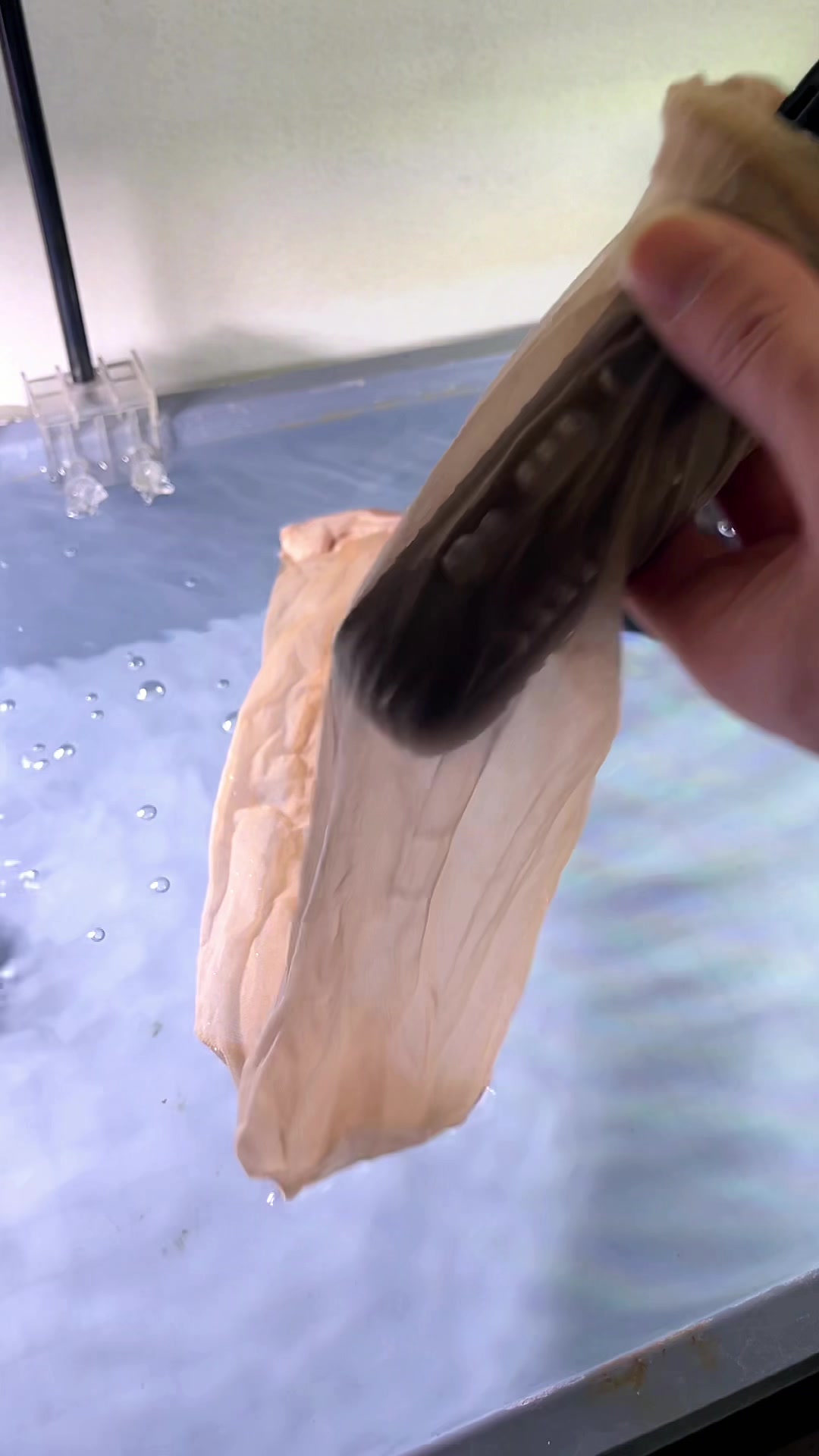 兰寿金鱼繁殖方法二