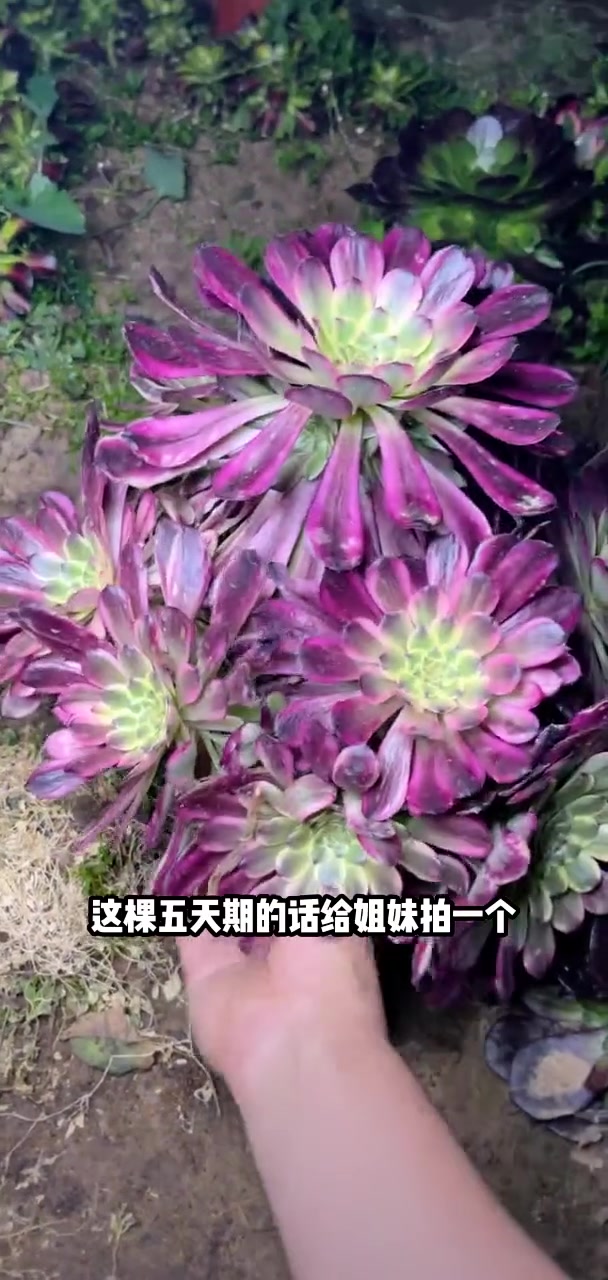 家人们冲啊!买它买它!多肉植物莲花掌系列舞天姬大老桩