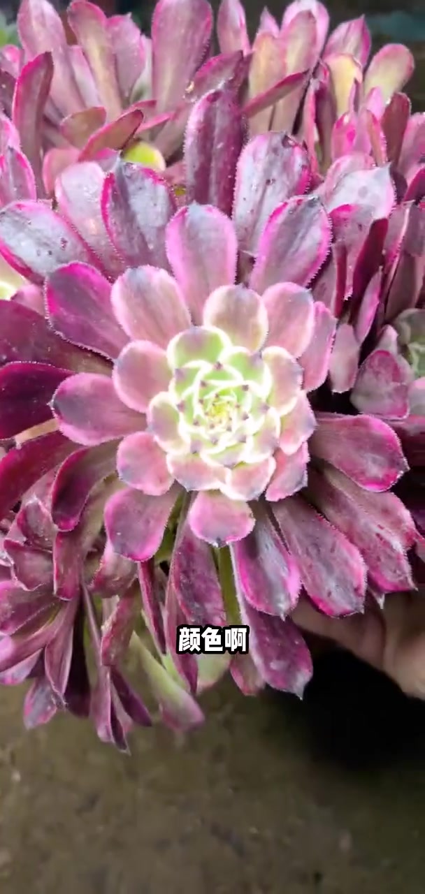 多肉法师宝宝们抓紧时间抢购吧!