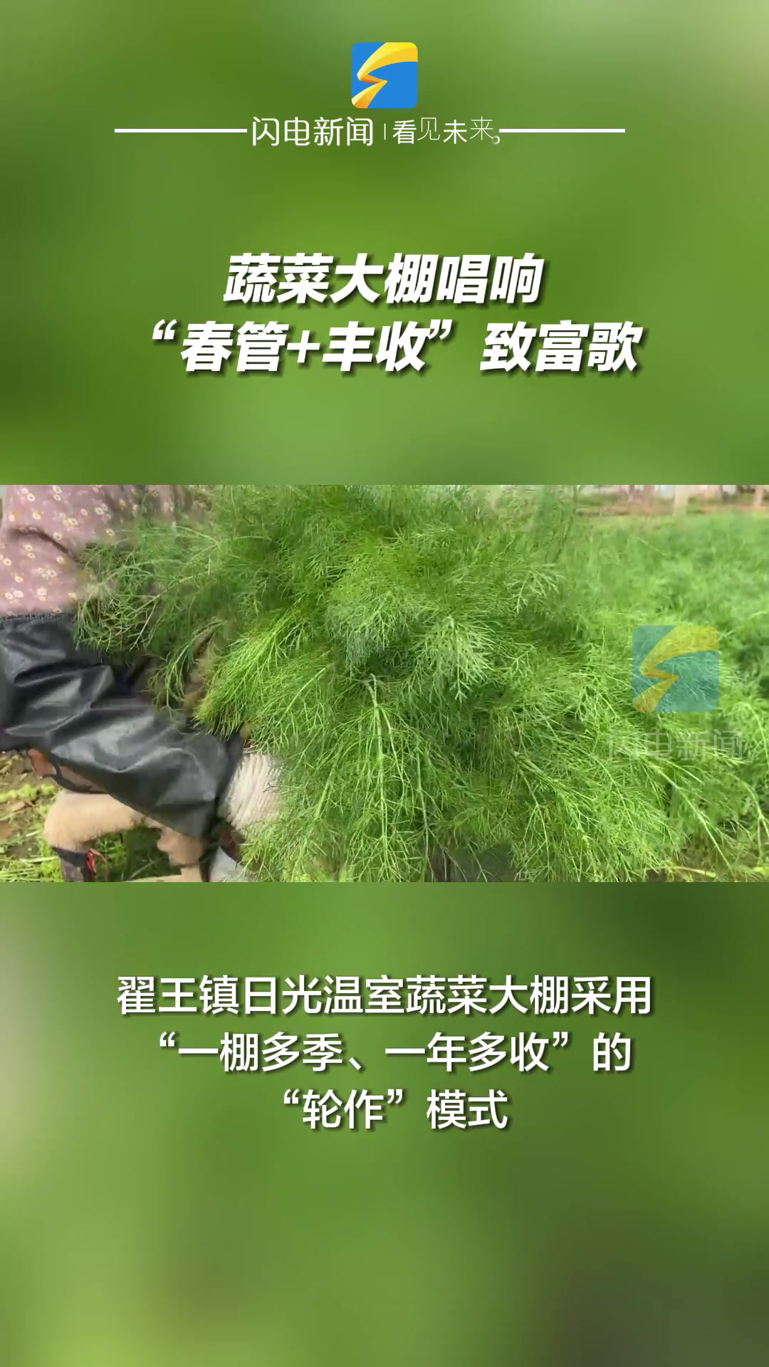 阳信:蔬菜大棚唱响“春管+丰收”致富歌