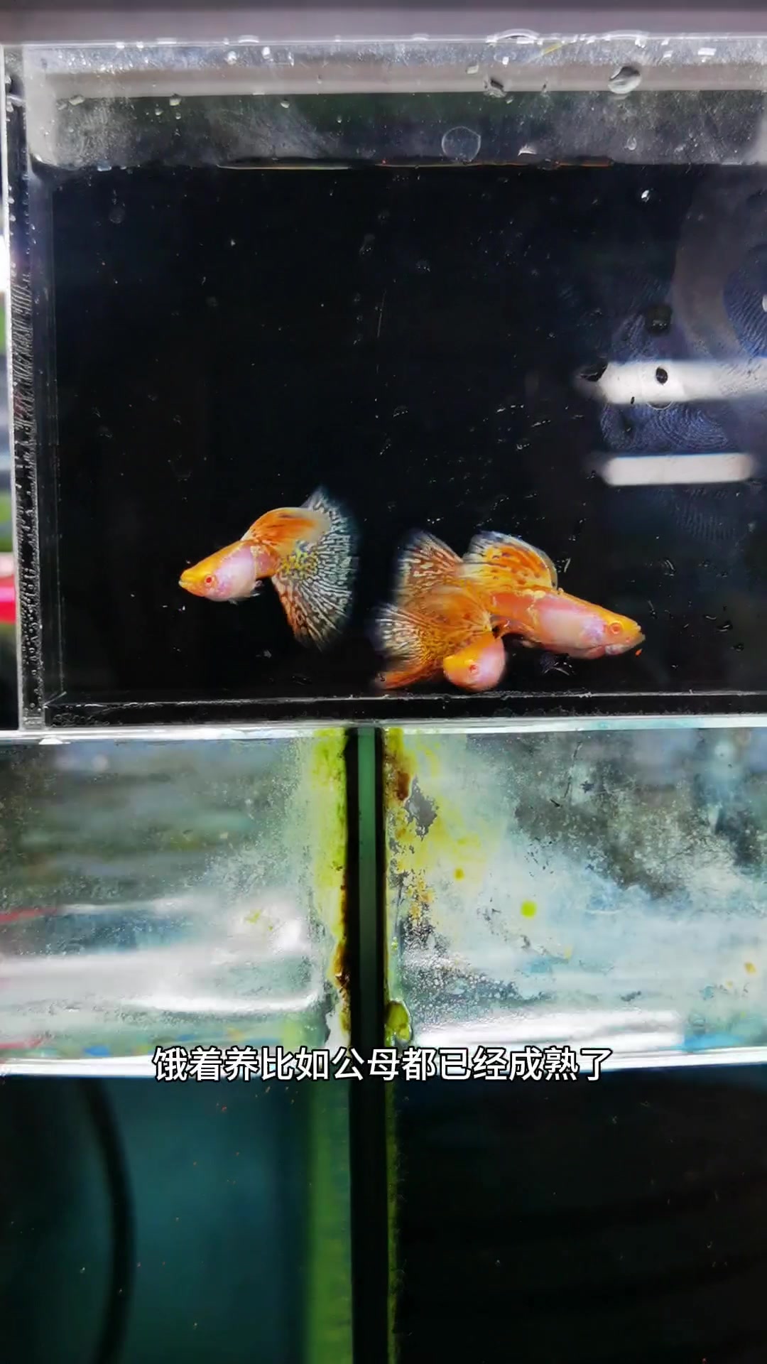 漂亮的孔雀鱼繁殖方法