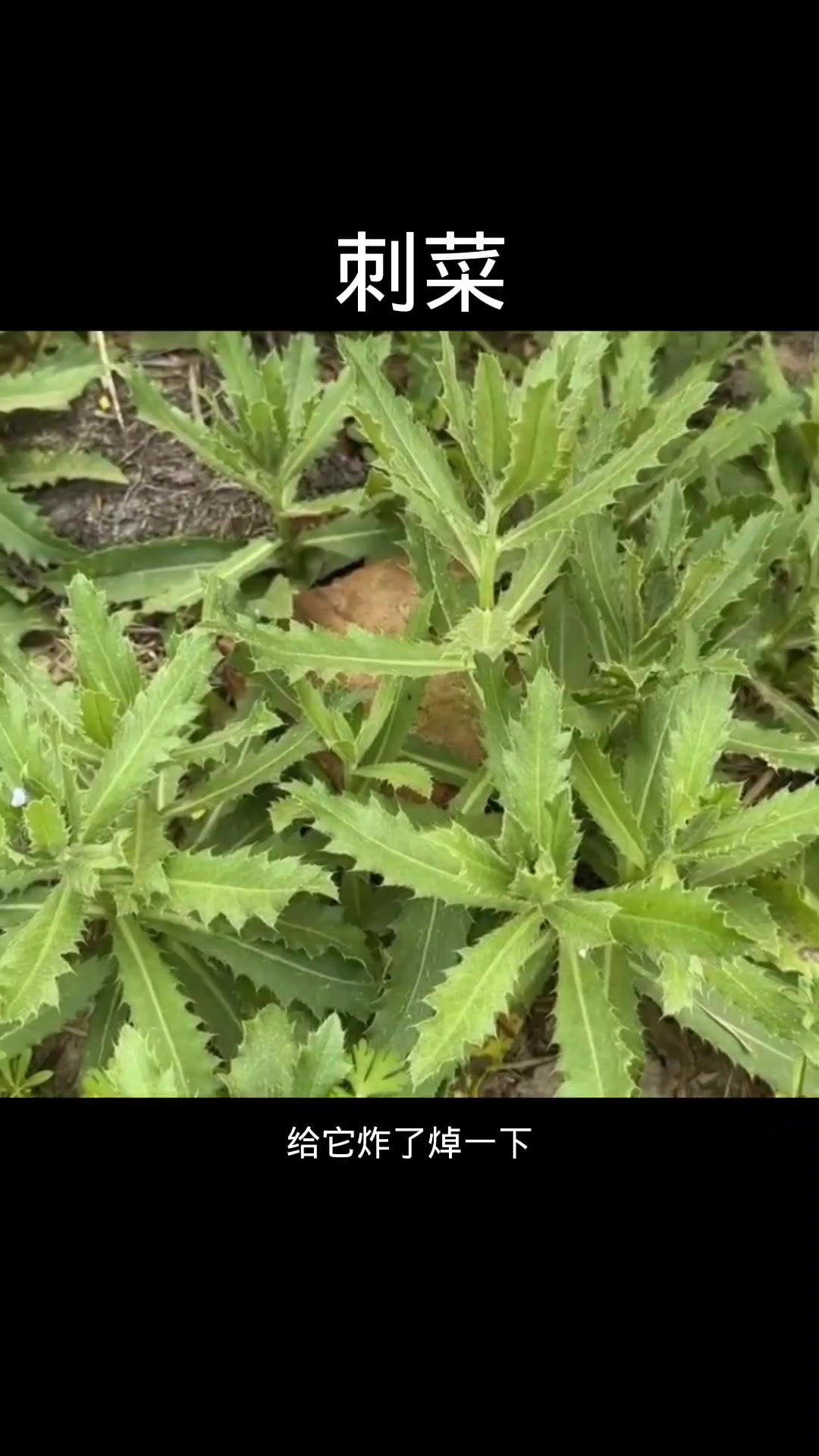 刺菜,植物科普