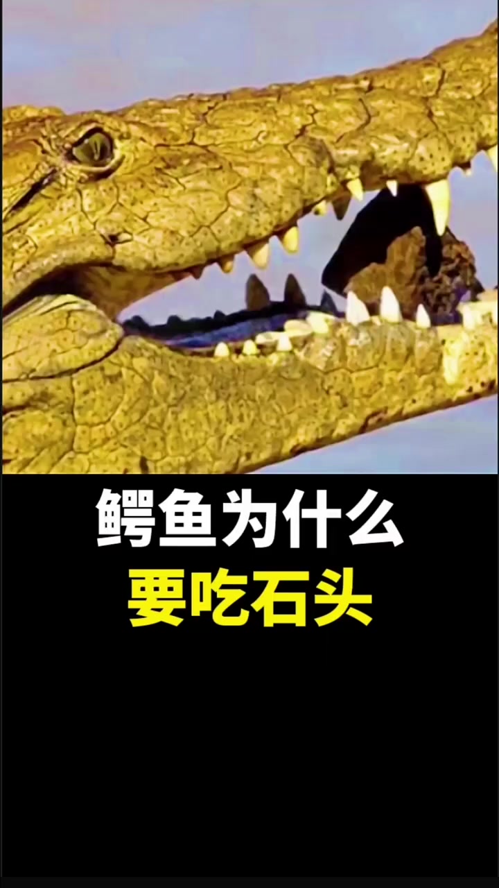 鳄鱼为什么要吃石头?