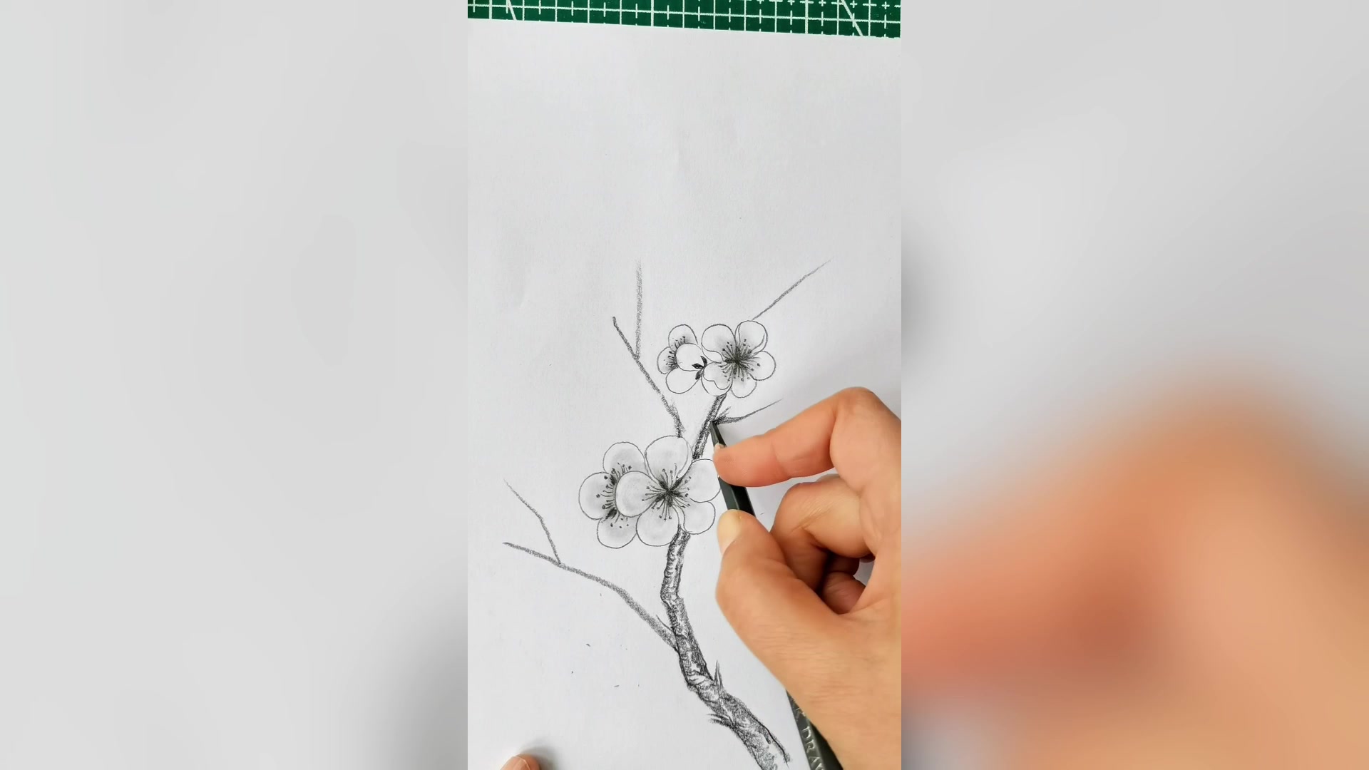 画画,美术,绘画,铅笔画,铅笔画,梅花,简单易学