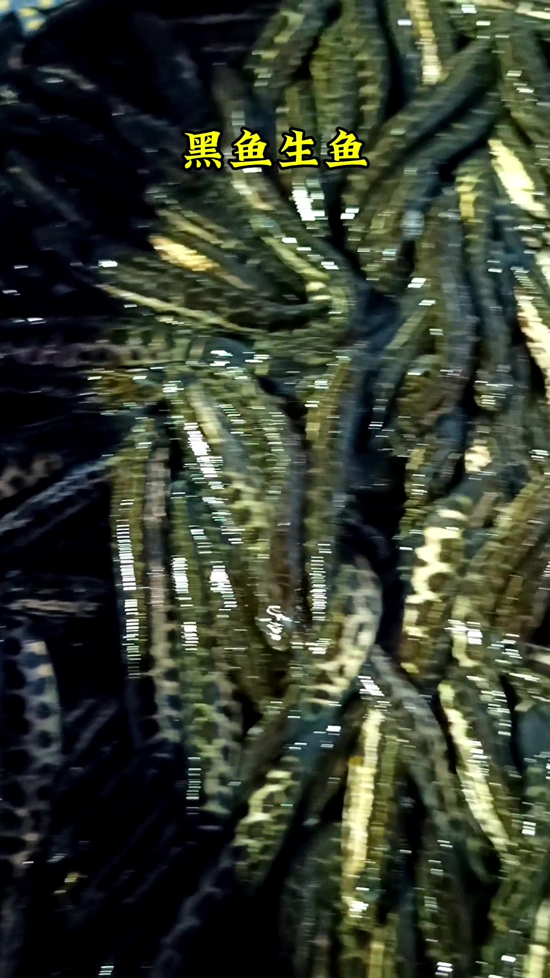 优质杂交黑鱼苗生鱼苗乌鱼苗财鱼苗快大黑鱼苗