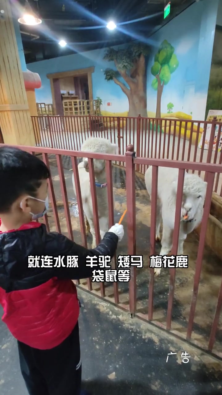 第36集|喜欢小动物的千万不要错过 昌平乐多港 考克斯顿动物世界 还能畅玩 儿童乐园 亲子