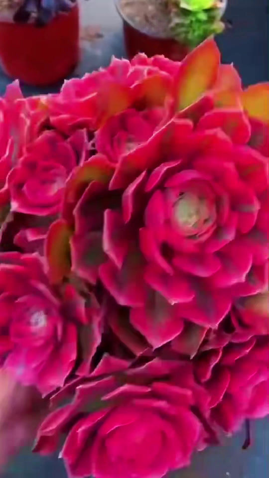 香妃法师多肉植物