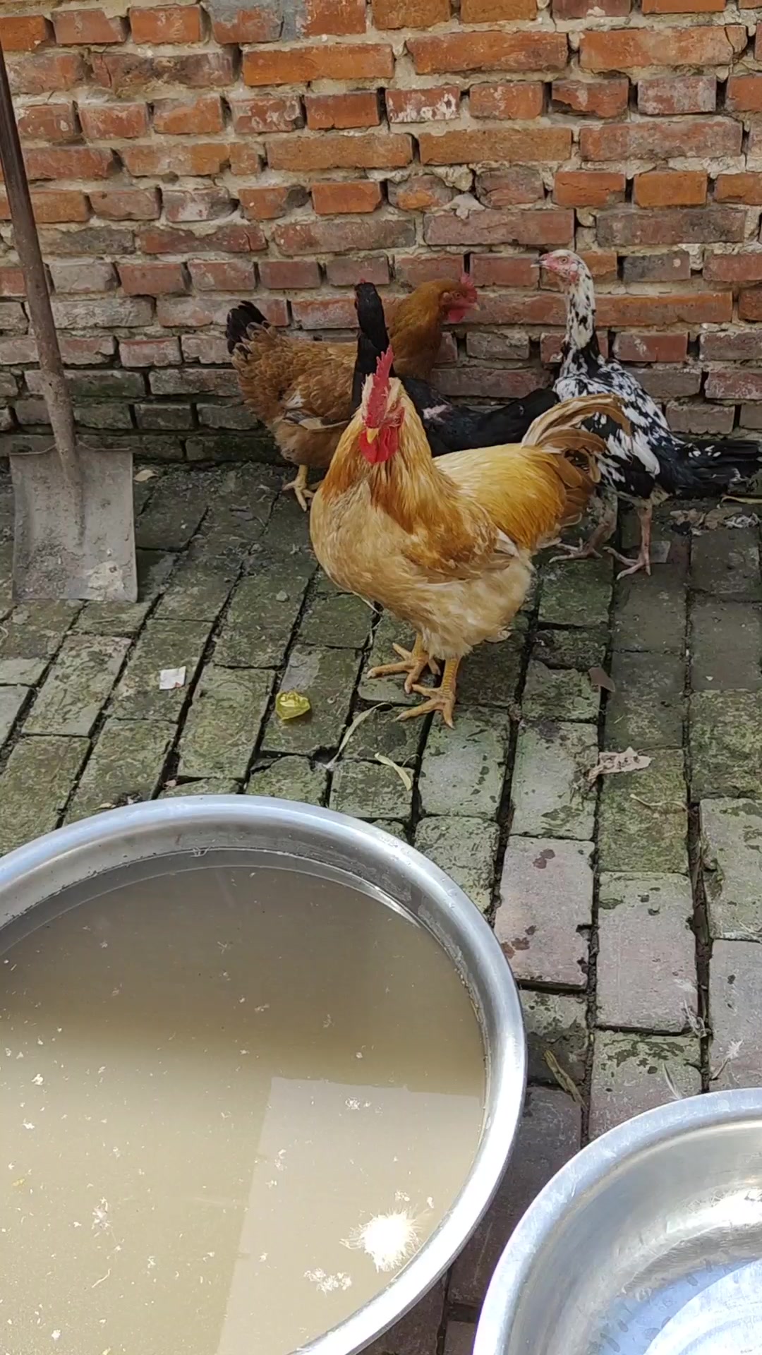 10斤大肥鸡,九斤黄