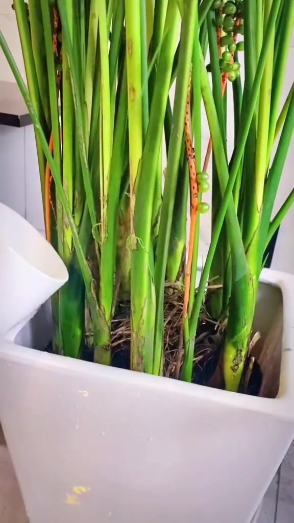 室内绿植搭配和养护四季常青富贵椰子