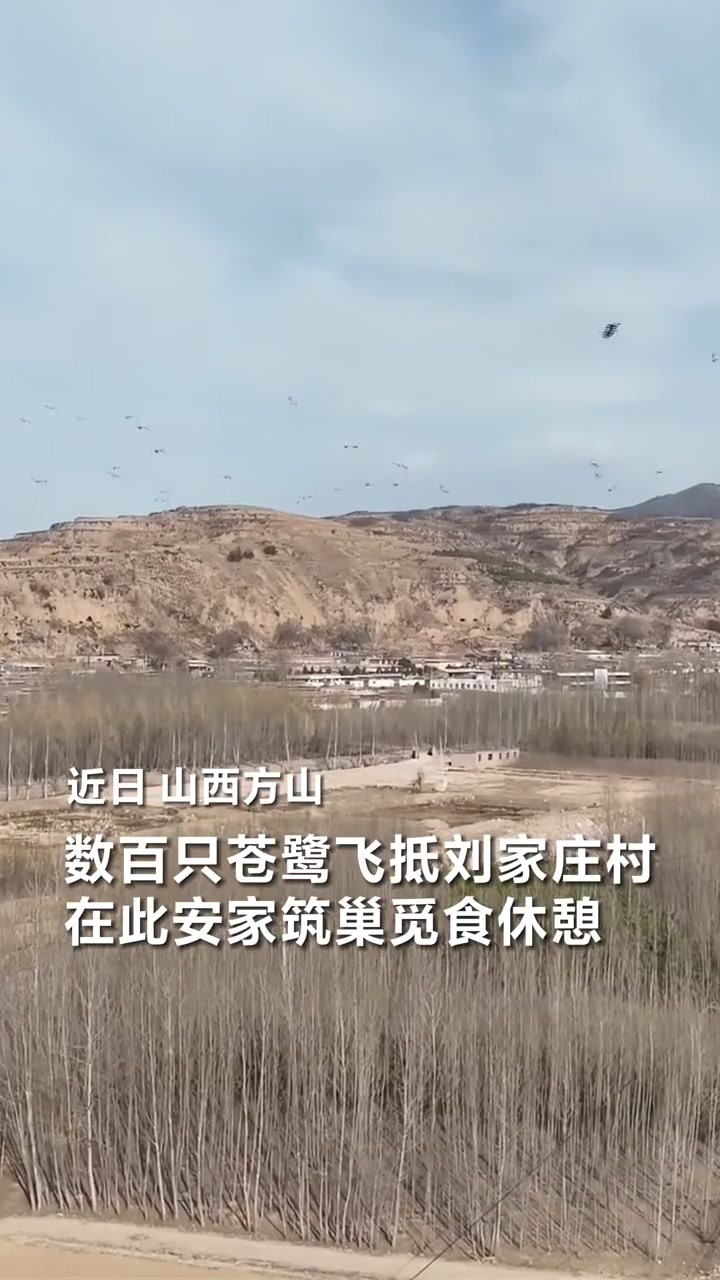春暖花开,吕梁山深处数百只鹭鸟筑巢忙 山西方山 人与自然和谐共处 自由飞翔 鸟类 动物鸟世