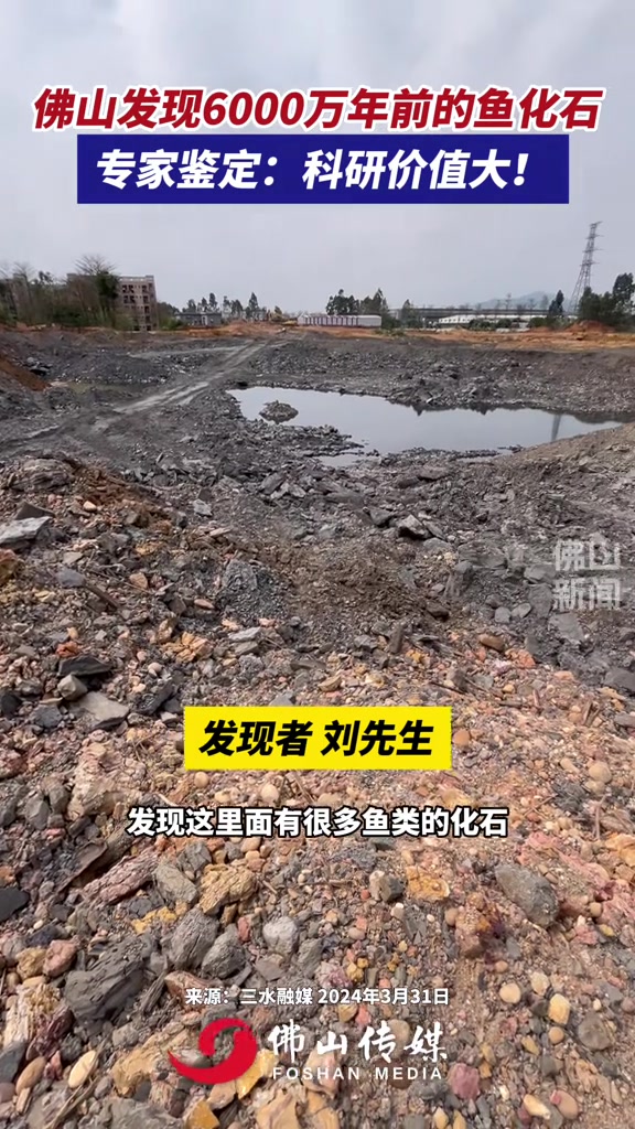 佛山发现6000万年前的鱼化石 市民发现三水有洞庭鳜鱼化石,专家鉴定:科研价值大!是6千万