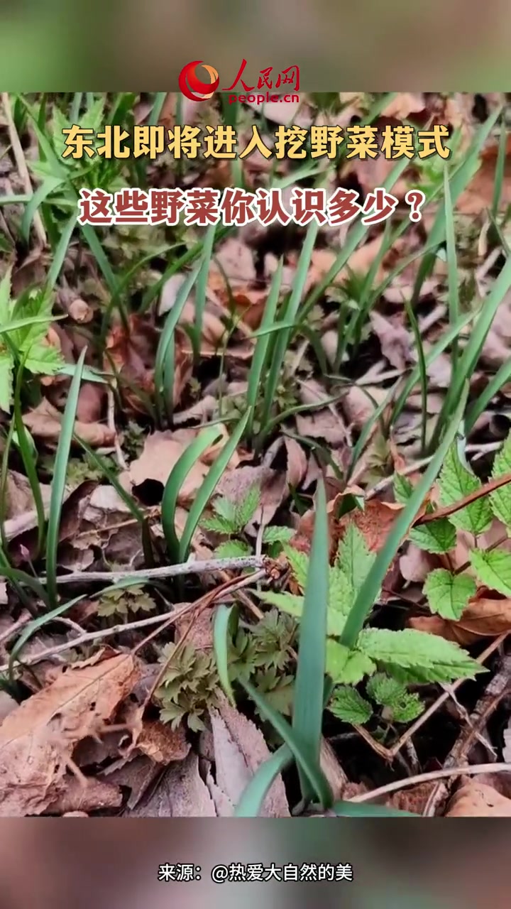 东北即将进入挖野菜模式,这些野菜你认识多少?野菜 王宝钏挖野菜 春天的味道都在山上
