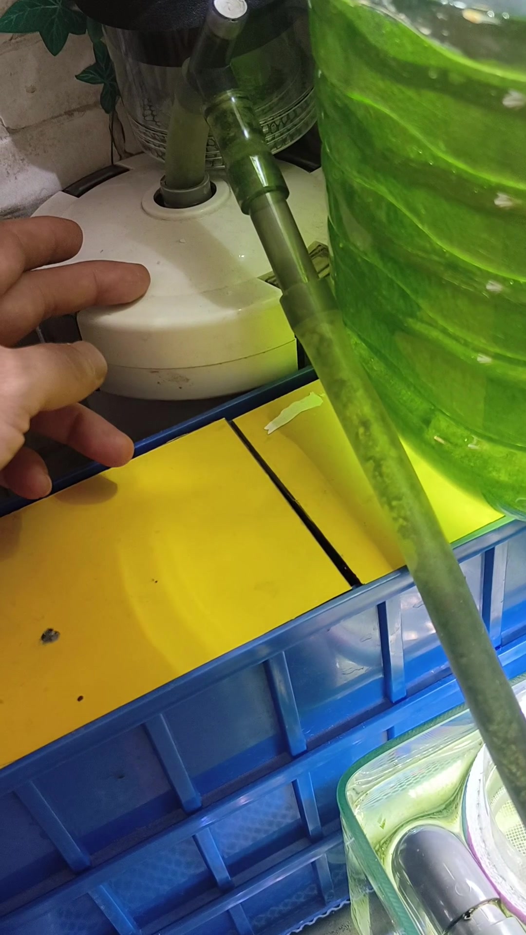 关于鱼缸的过滤系统