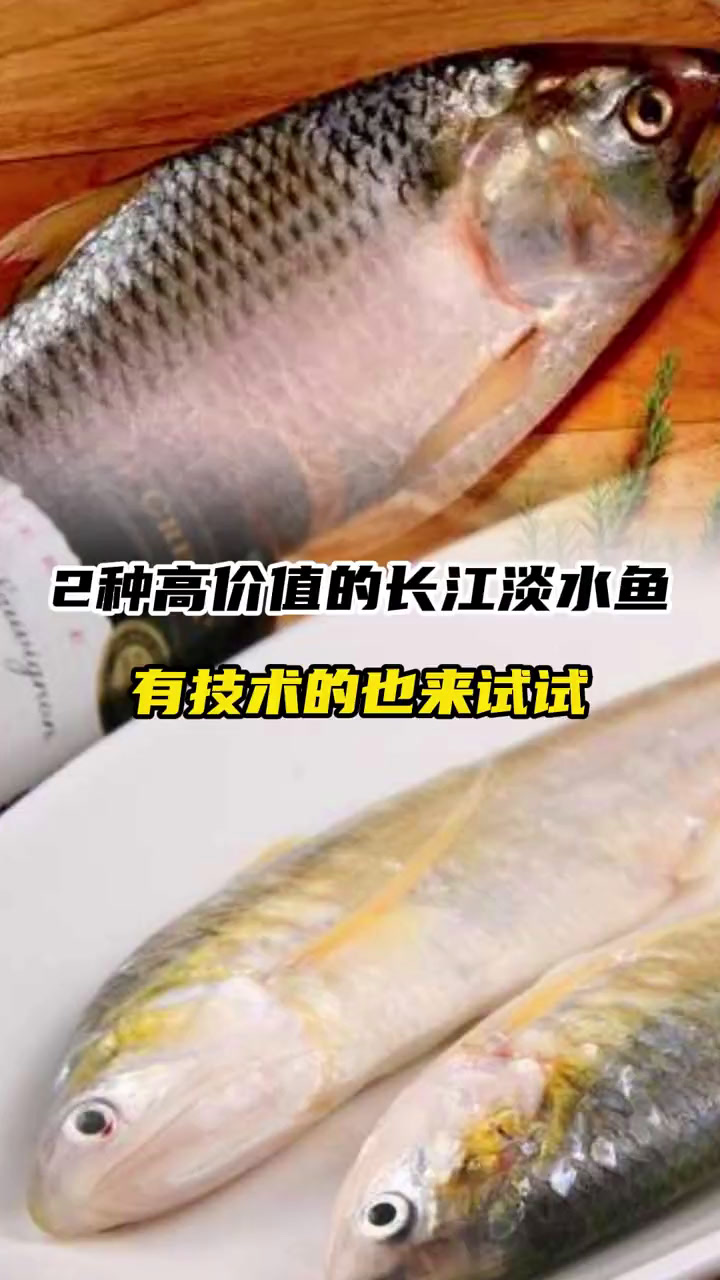 养殖品种|2种高价值的长江淡水鱼,有技术的也来试试
