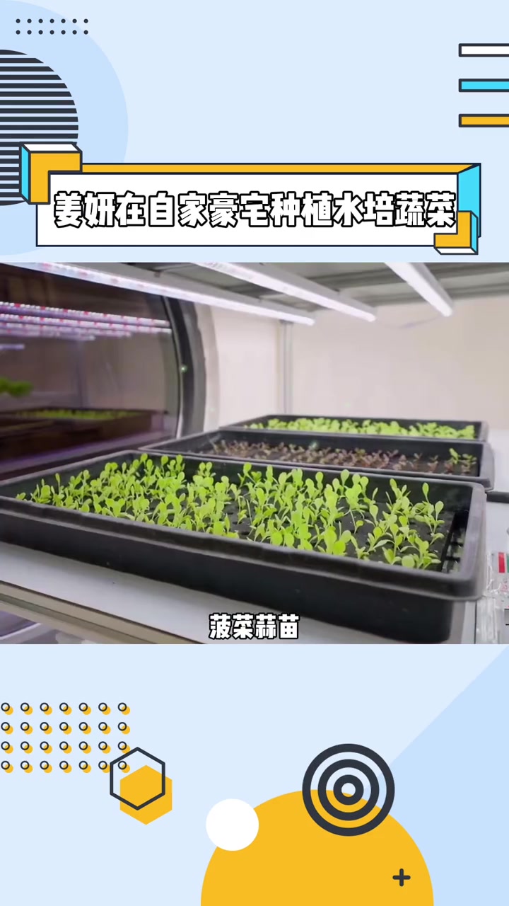 姜妍 她竟然在家里种了水培蔬菜,室内种了生菜、菠菜、蒜苗、大白菜各种蔬菜,这简直是我的梦中