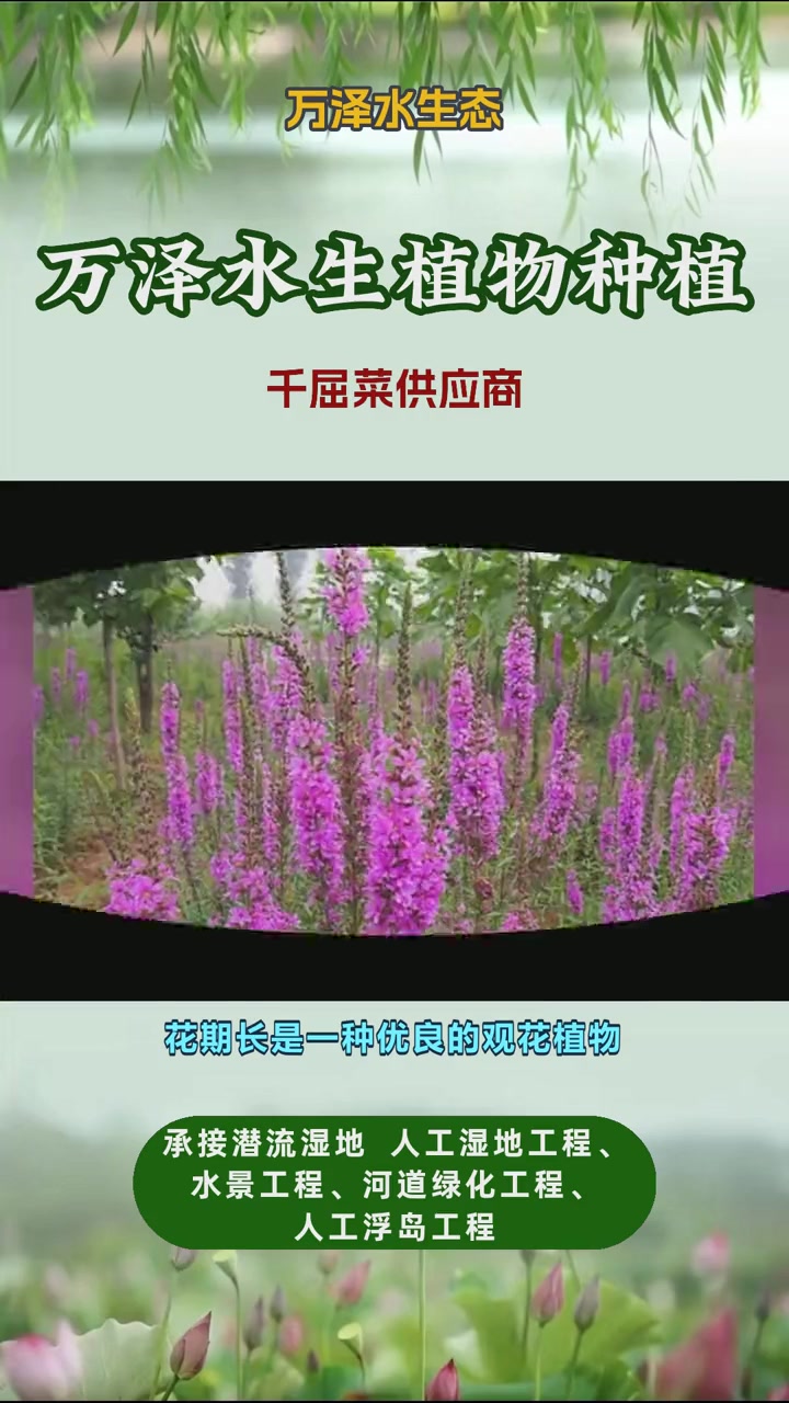 千屈菜多少钱一株 千屈菜供应商 千屈菜基地 千屈菜哪家好