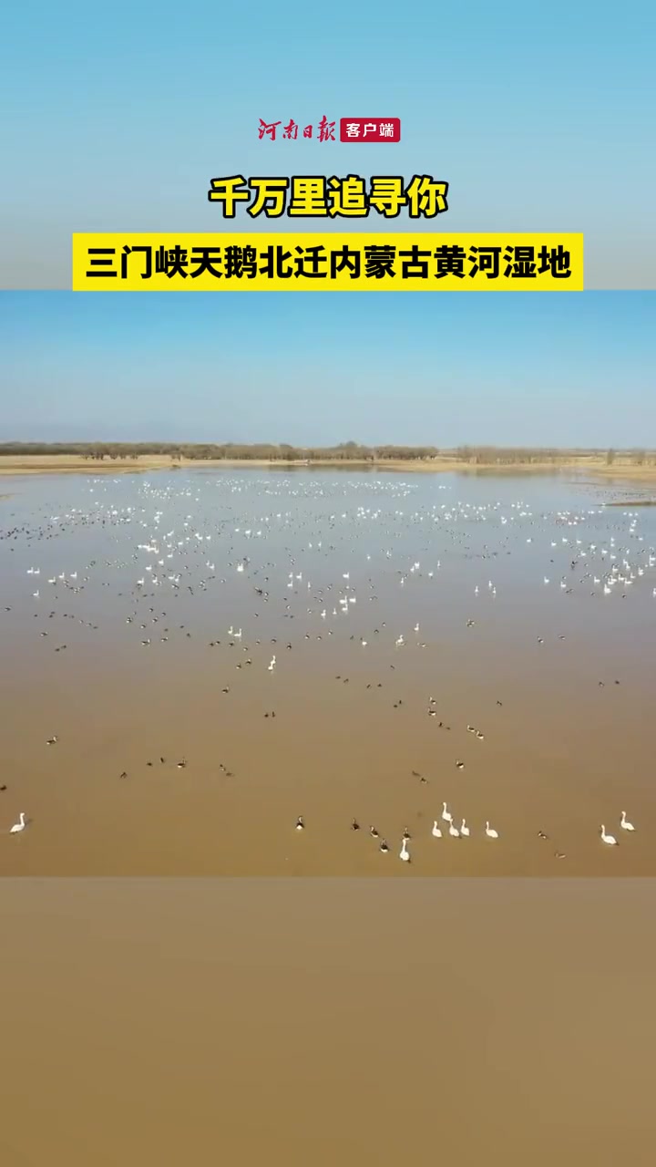 千万里追寻你!三门峡天鹅北迁内蒙古黄河湿地 3月30日,研究人员在内蒙古包头市土默特右旗黄