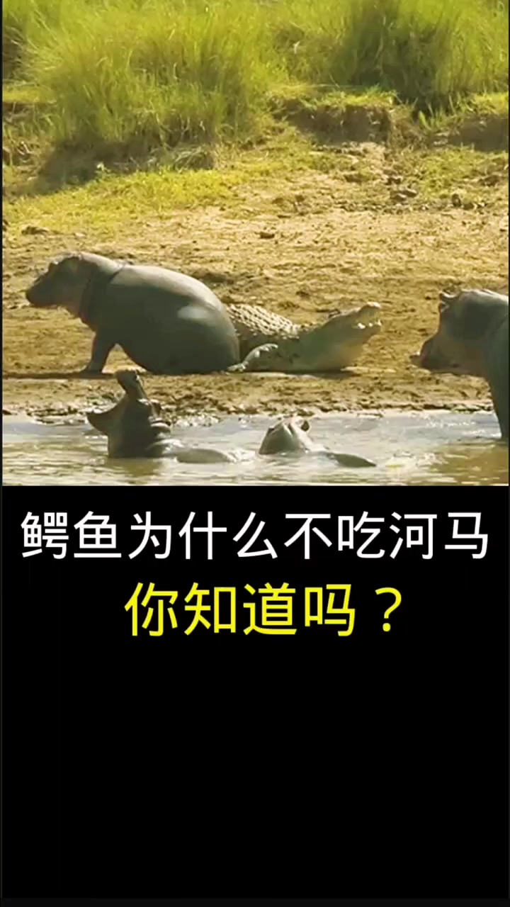 鳄鱼为什么不吃河马,你知道吗?