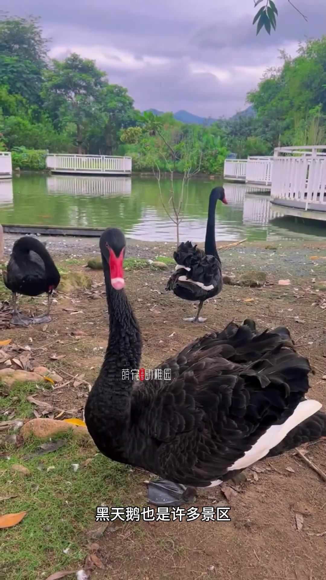 高贵的黑天鹅   ?