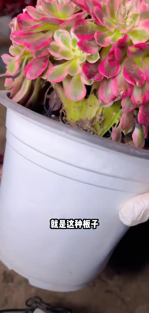 我推荐了 多肉植物莲花掌系列舞天姬大老桩,快来看看!