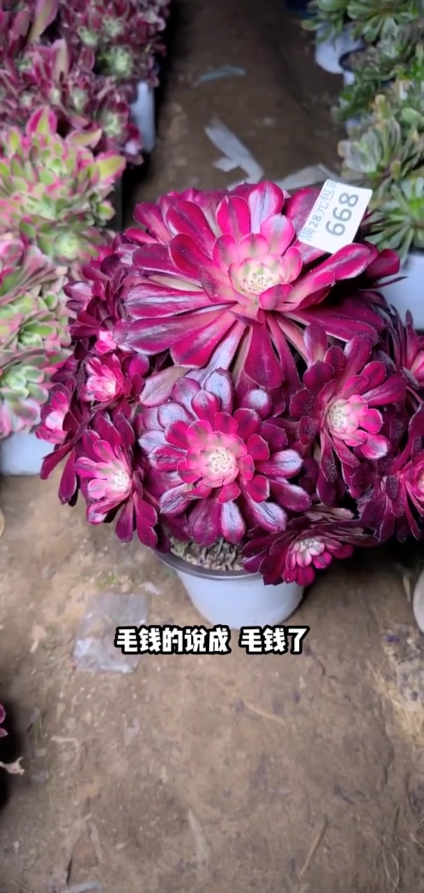 家人们冲啊!买它买它!多肉植物莲花掌系列舞天姬大老桩