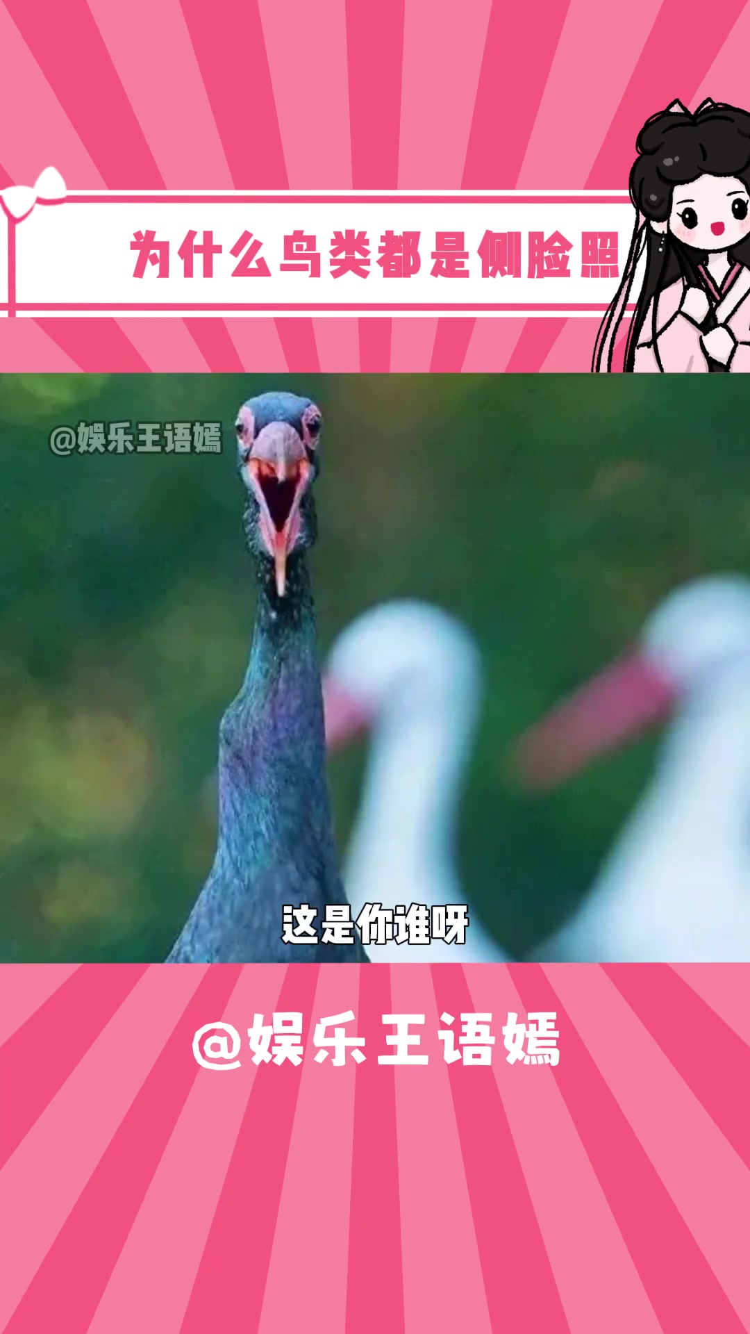 为什么鸟类大多是侧面照?动物 冷知识