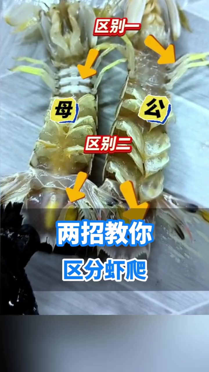 两招区分虾爬公母,吃到自己喜欢的虾爬就是这么简单!