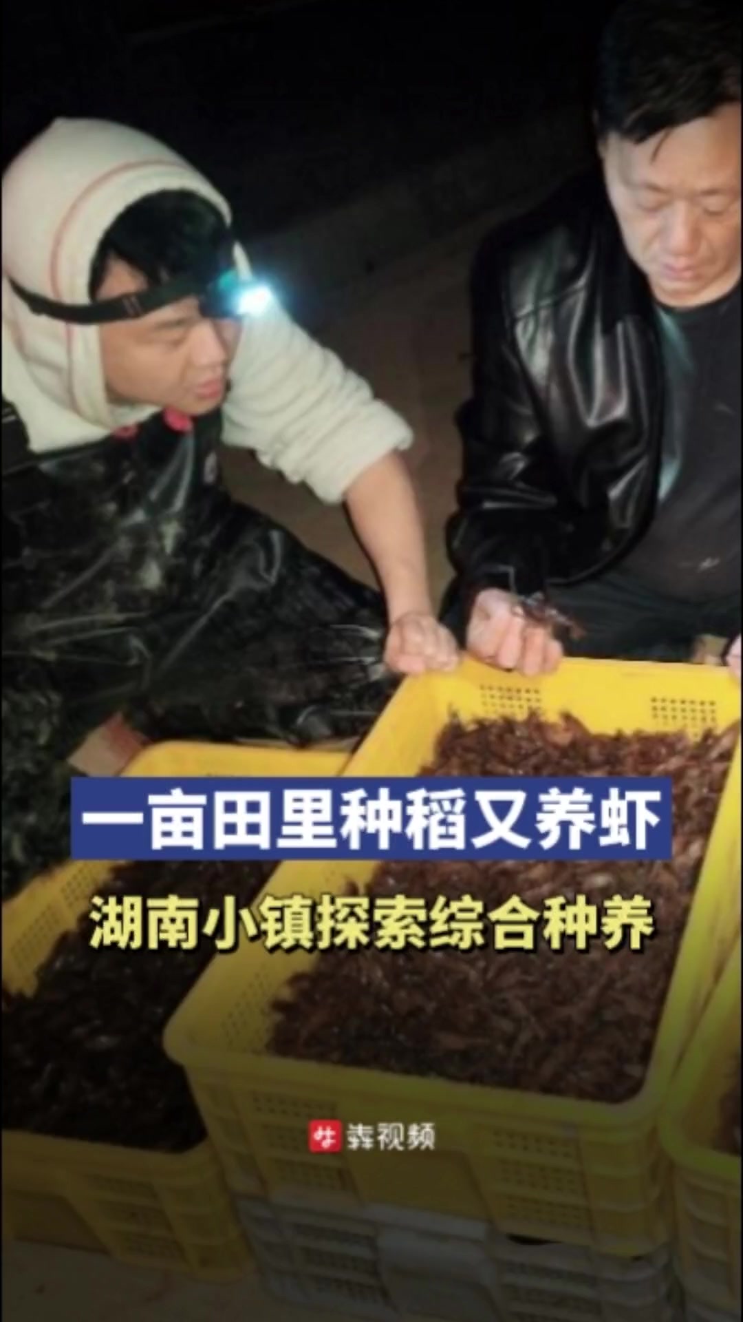 一亩田里种稻又养虾,湖南这个小镇探索综合种养