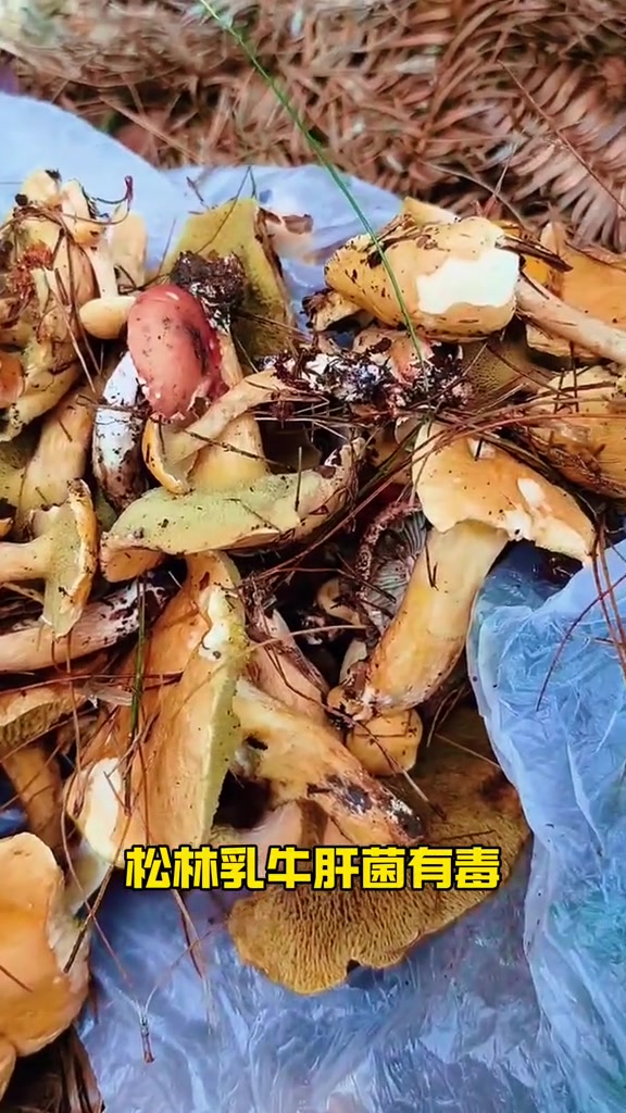 第473集|即使有毒也有人吃的野生菌:松林乳牛肝菌 即使有毒也有人吃的野生菌:松林乳牛肝菌