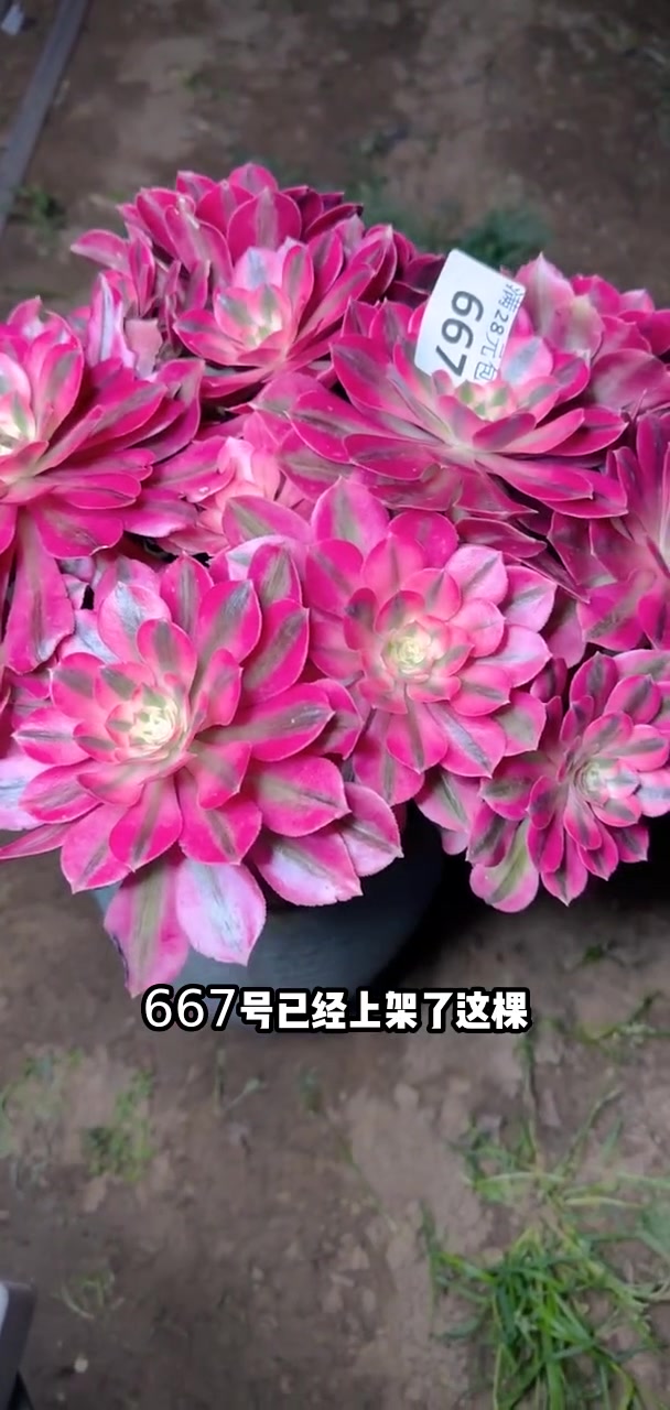 我推荐了 多肉植物莲花掌系列舞天姬大老桩,快来看看!