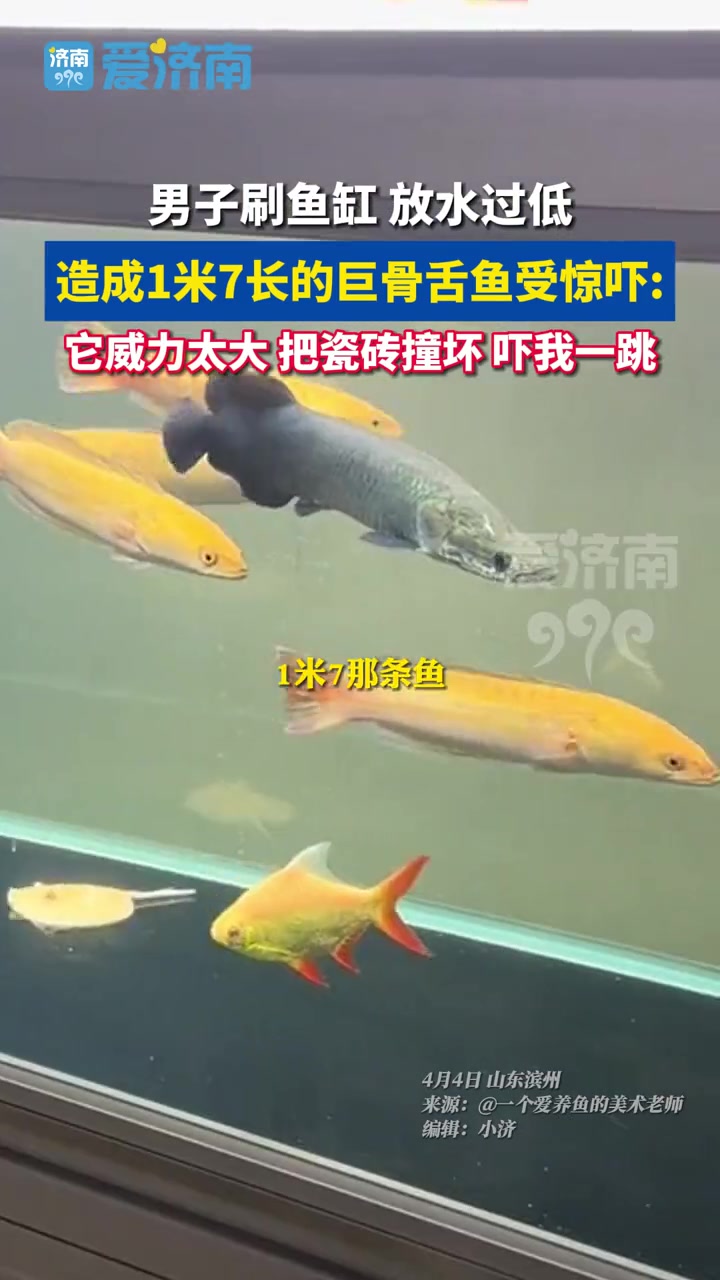 威力太大!男子刷鱼缸,放水过低,鱼活动空间变小 造成1米7长的巨骨舌鱼受到惊吓:它好在我没