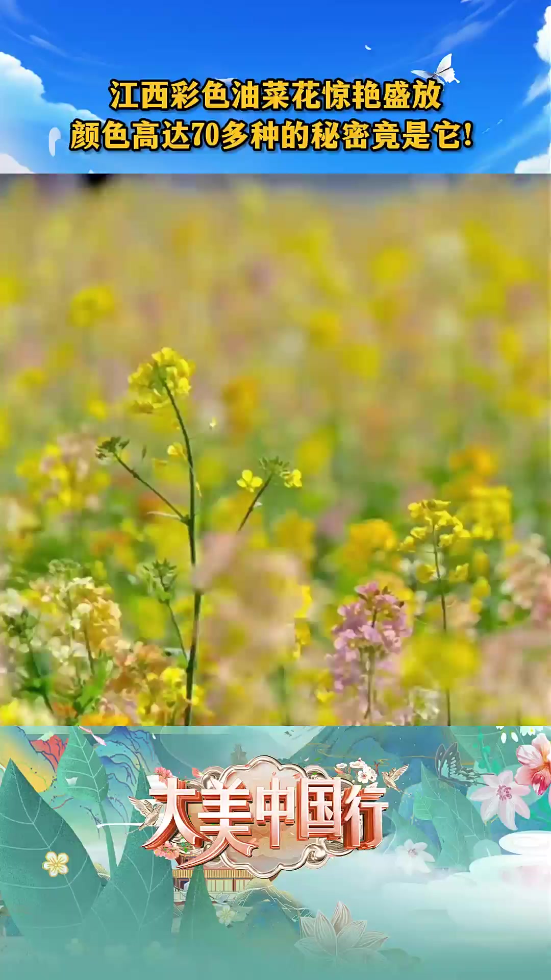 彩色油菜花惊艳盛放 70多种颜色的秘密竟是它!