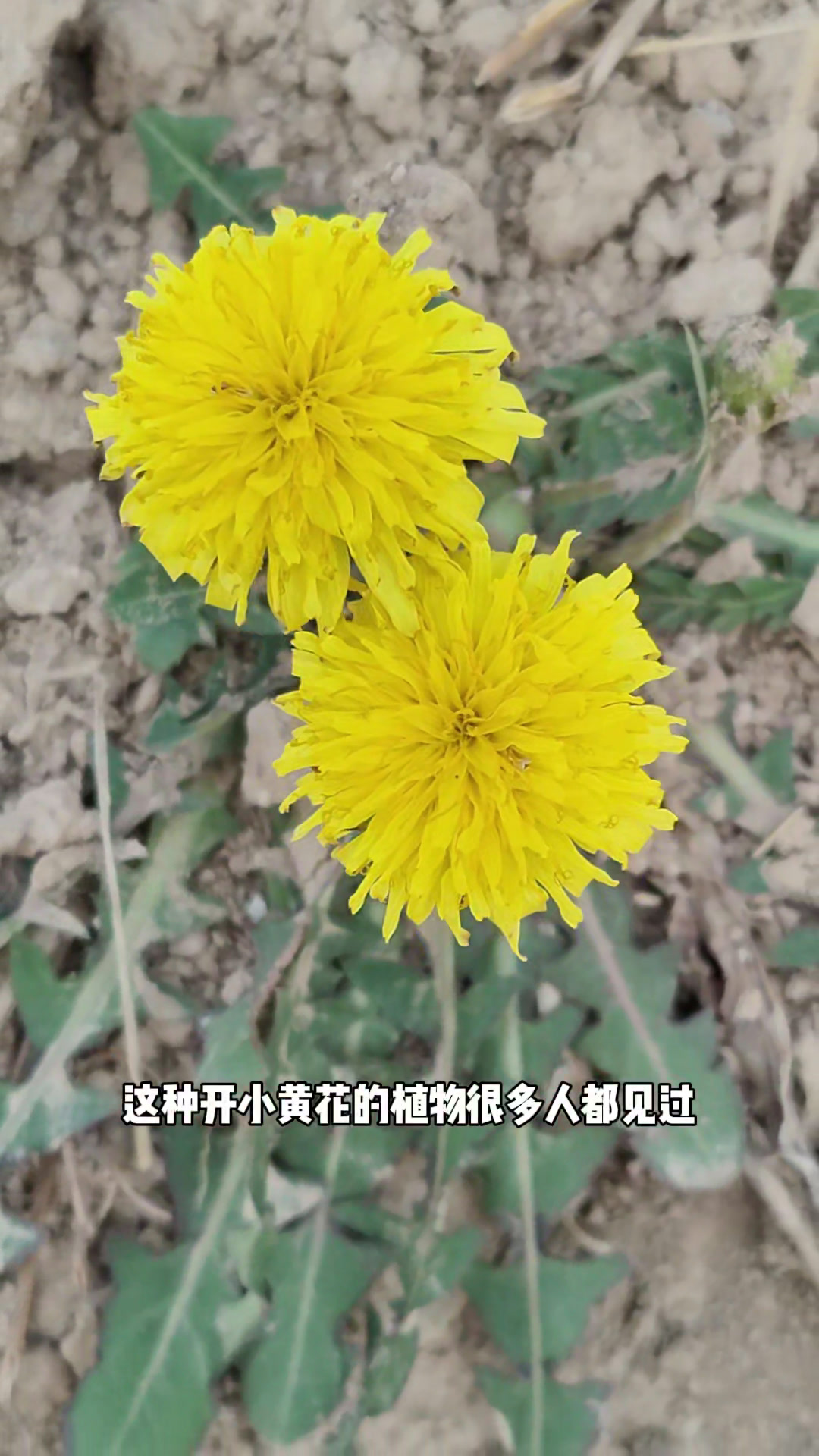 农村常见的蒲公英,农村人采回家晒干,熬夜党常备