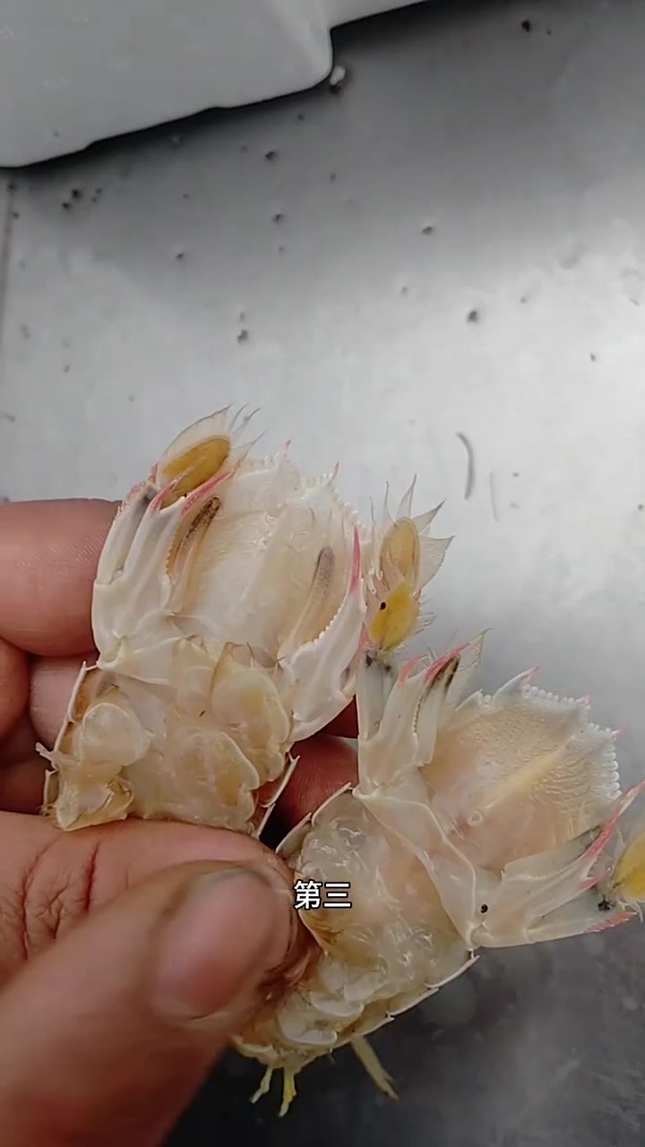 东北早市“挑菜哥”揭秘:早市虾爬子挑选大法!让你一次买到满黄满籽的虾爬子!虾爬子怎么挑?虾
