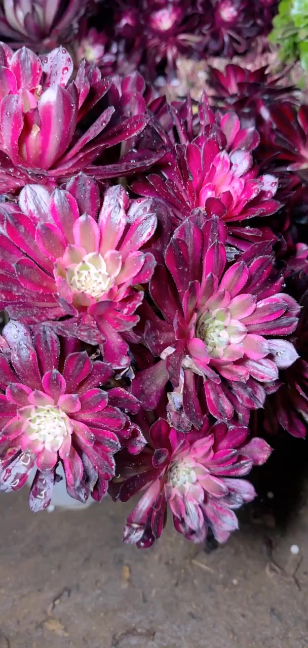 家人们冲啊!买它买它!多肉央金多头,12口径盆,满58包邮