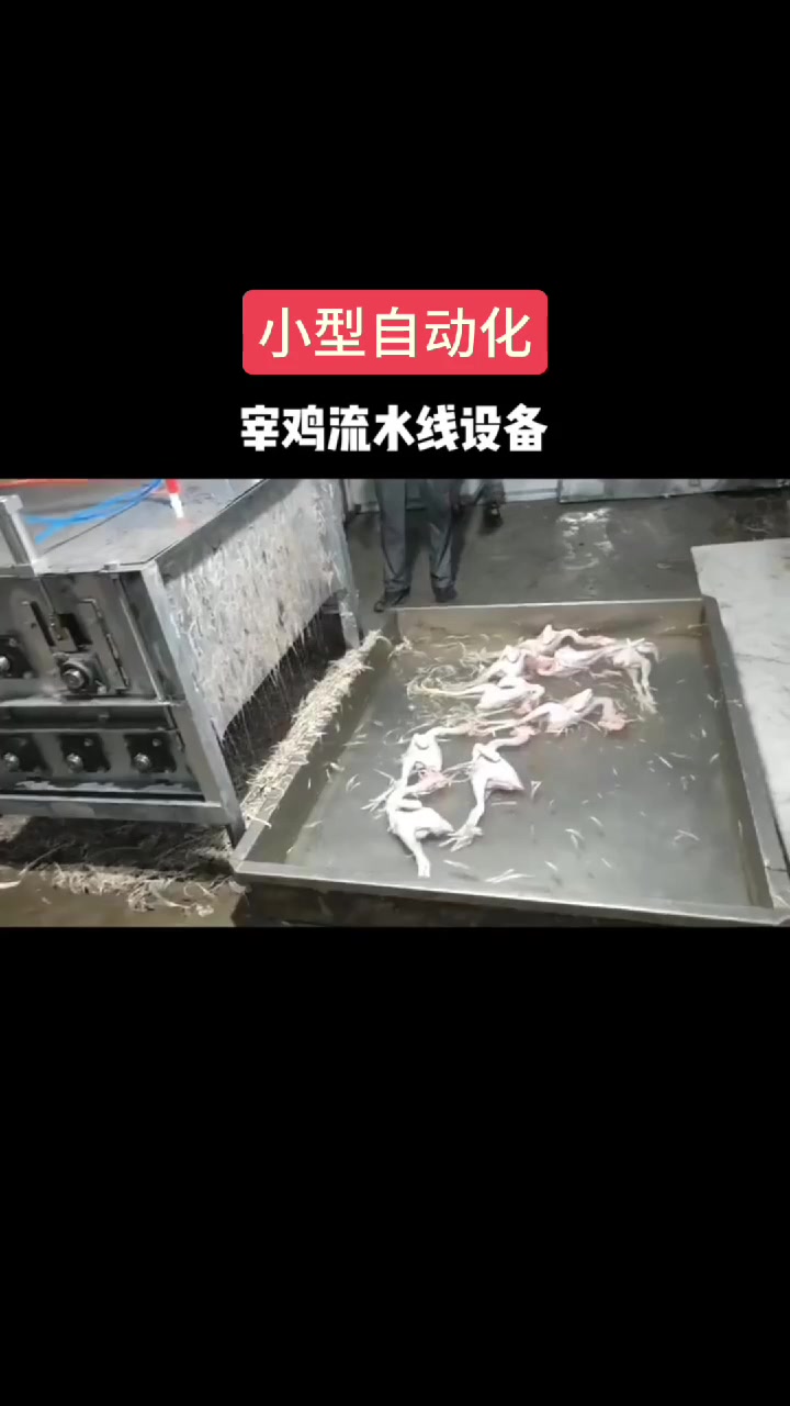 小型自动化宰鸡流水线设备